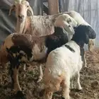 ضان مقاني متابيع