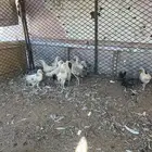 دجاج بلدي حضان