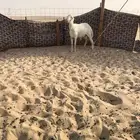 فحل حري