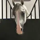 حصان واهو مكس