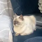 قطة للتبني