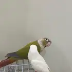 طير كنيور ضايع ب حي الروابي