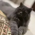 قط للتبني