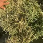 برسيم صافي ومحلوط