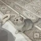تم البيع قط سكوتش