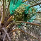 ثمار صقعي فاخر