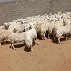 غنم مراح واحد العدد96