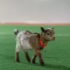تيس قزمي ( لعووب )