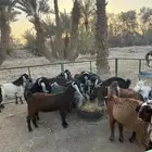 تيوس طيبه مغلقه