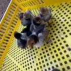 صوص دجاج سبرايت نحاسي