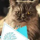 قطط للتبني عاجل