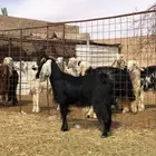 للبيع عنز عارضيه مضرع