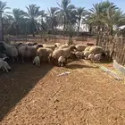 مواليد نعيم عدد 20