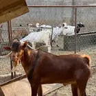 تيس ادهم مشروط للبيع