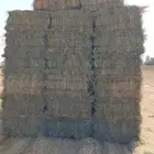 برسيم مخلوط تبوك طريق المدينه لتواصل