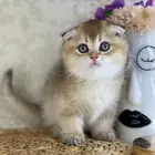 قطط قطه قطوه سكوتش فولد قولد انثى قطط عمر شهرين بسه كيتن