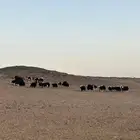 غنم نجد