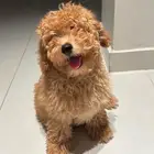 كلب بودل عمره 3 شهور