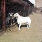 خروف فحل حري السن توه طالع السدس