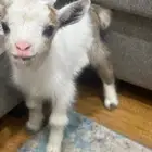جفره قزمية مع تيس