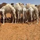 قعدان نواهي