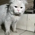 قط شيرازي لتبني واتكفل بكل احتياجاته