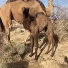 للبيع بكره ع حليب فل شحم