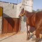 حصان انجليزي بدون اوراق