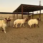 فحول أنعيم طيبه اللبييع