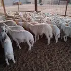 ذبايح خرفان من مزارعنا شي فاخر