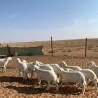 بهم حراي مراح واحد