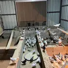 صوص فيومي المنيوم اصل