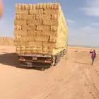 تبن قمح شد شركة