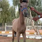 مهره