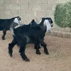 تيوس للبيع