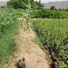 شتلات اكياس بسعر99 هلله للجمله فقط