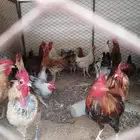 ديكه