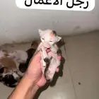 قطط تبني