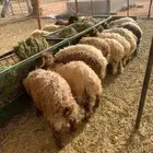 نعيمي وبرابر وتيوس جمله وتفريد