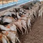 تيوس صومالية ممتازة جملة وتفريد