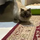 قط جميل ولعوب للتبني
