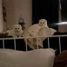 قطتين سكوتش للبيع