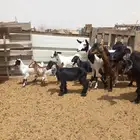 معزا ولد 5تحتها5 ب 940