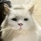 علا السوم البس ذكر النوع شيرازي البسه الرقم