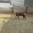 جنوبيه هجين وعل كفو