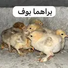 صيصان براهما كولمبي و براهما بوف