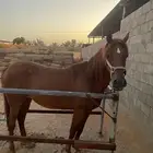 فرس واهو للقاح
