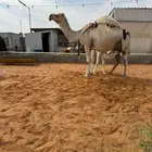 خلفه منيحه طيبه وهديه