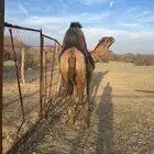 للبيع بعير حمر جرم كايف ضراب وعشار