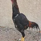 ديك ياباني شامو للبيع